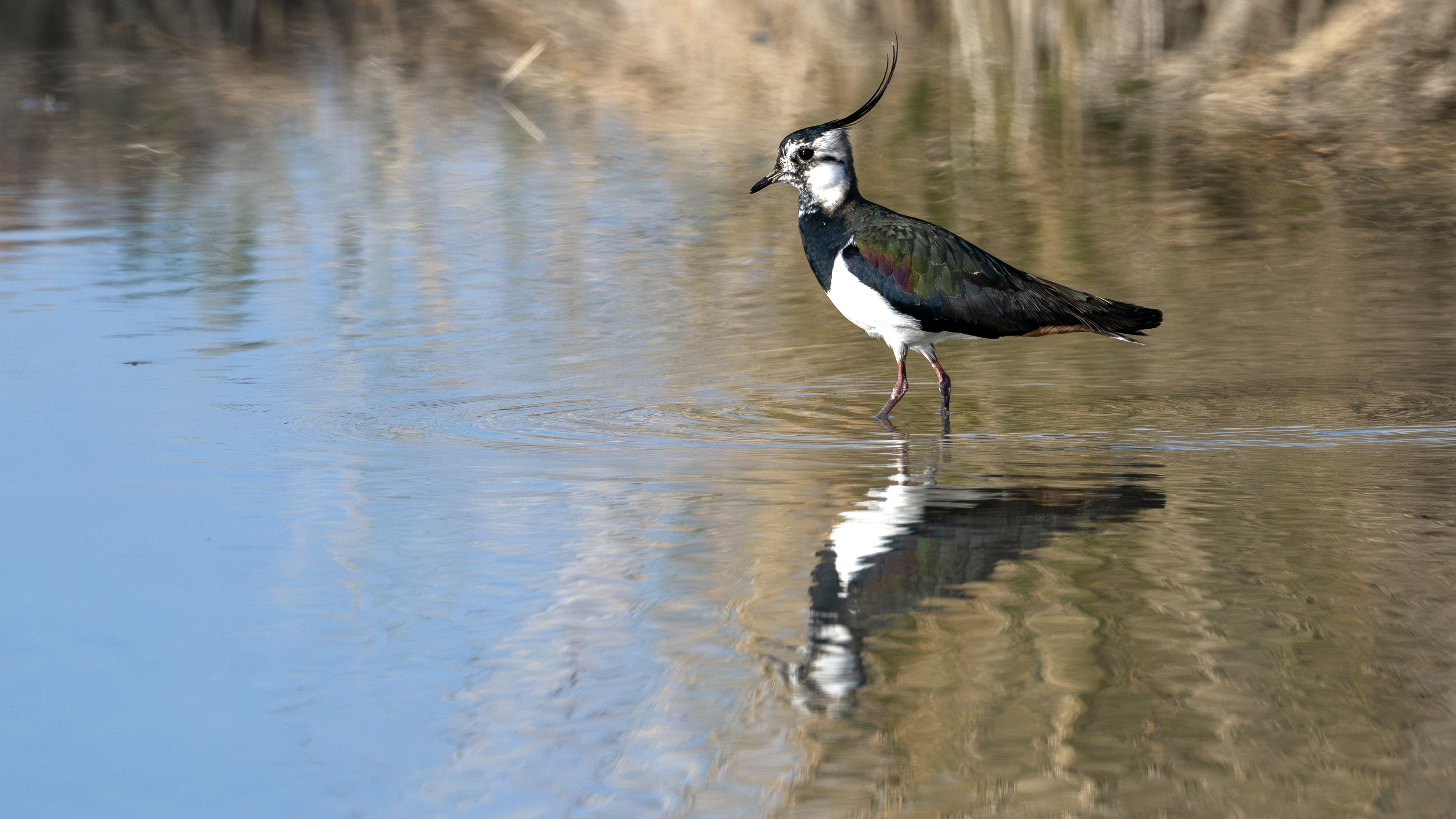 Northern Lapwing